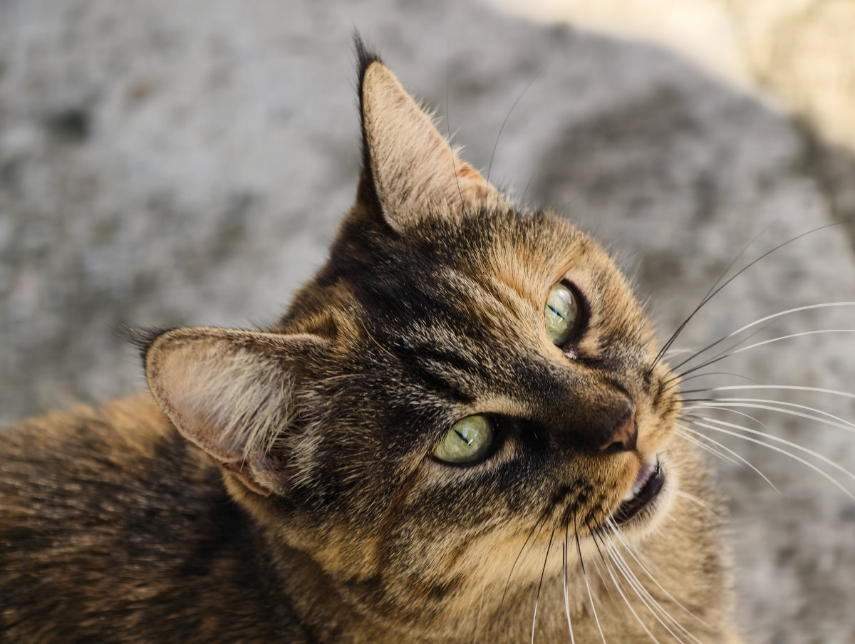 Il teleconverter 2,35x montato sul Vivo X300 Pro permette di andare a caccia (fotografica).