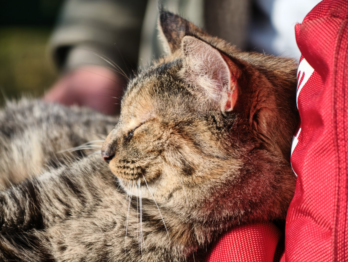 Il teleconverter 2,35x montato sul Vivo X300 Pro permette di andare a caccia (fotografica).