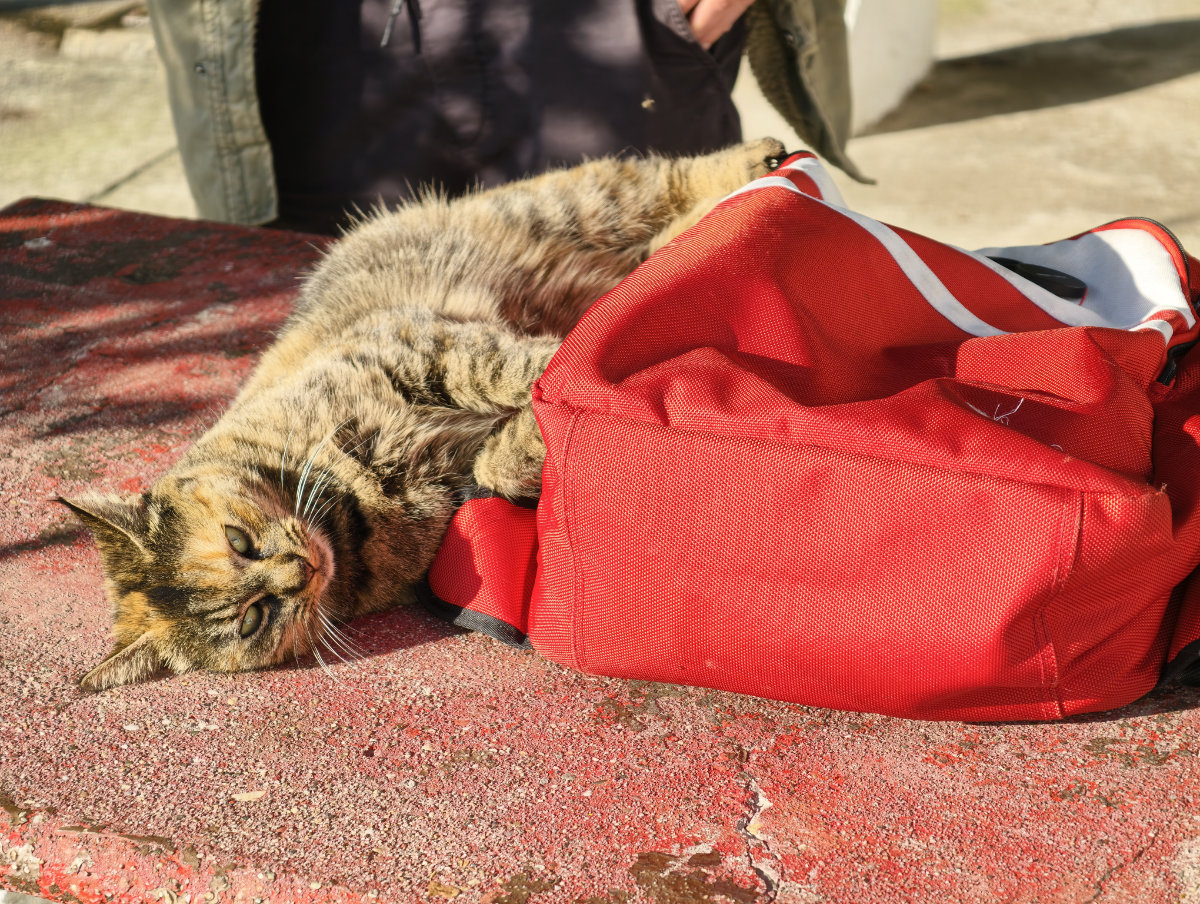 Il teleconverter 2,35x montato sul Vivo X300 Pro permette di andare a caccia (fotografica).