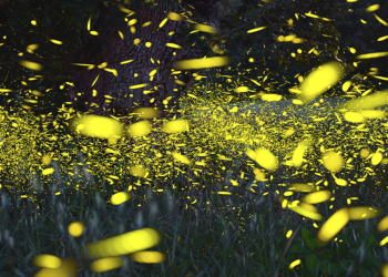 Massimo Gugliucciello fotografare lucciole
