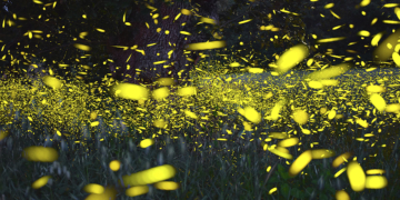 Massimo Gugliucciello fotografare lucciole