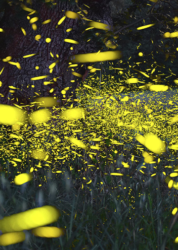Massimo Gugliucciello fotografare lucciole