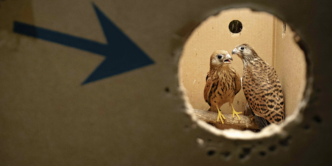 Naumanni Luca Eberle libro falco grillaio