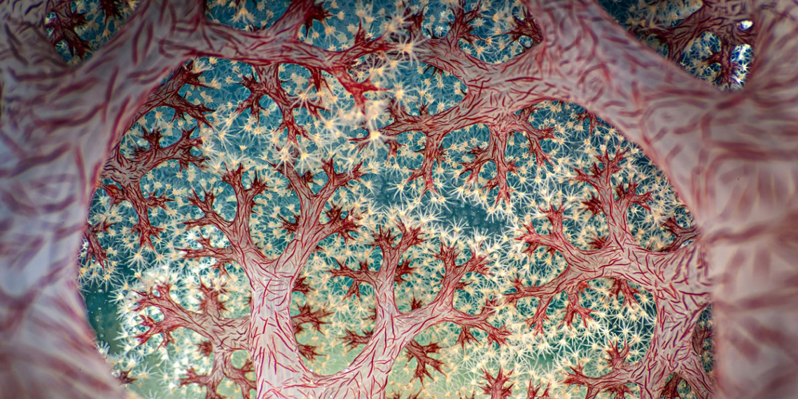 Vincitori Close-up Photographer of the Year 2025