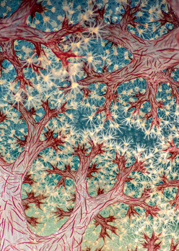 Vincitori Close-up Photographer of the Year 2025