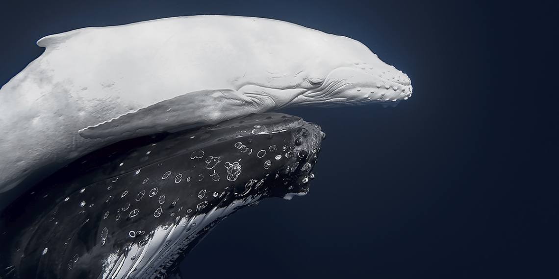 Vincitori World Nature Photographer of the Year 2026