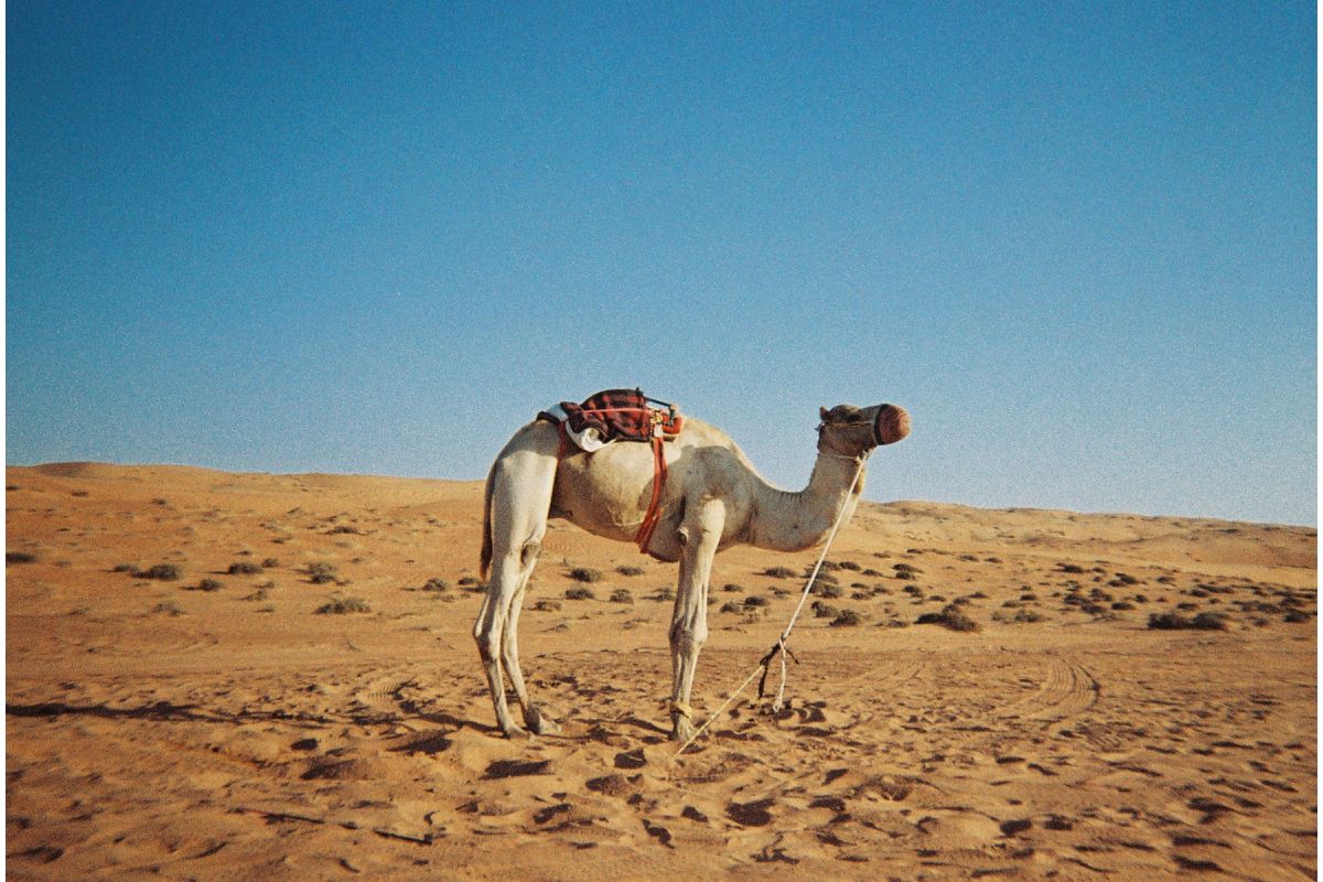 Alcuni scatti realizzati con la Lomography Simple Use Ricaricabile Precaricata con la Pellicola LomoChrome Classicolor.