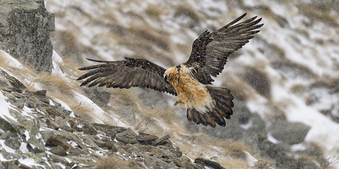 Davide Diana fotografare gipeto