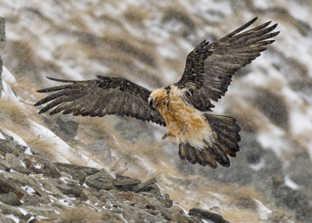 Davide Diana fotografare gipeto