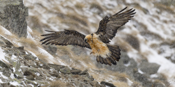 Davide Diana fotografare gipeto