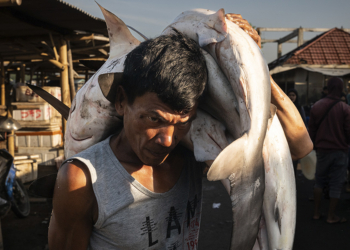Nicole Tung Overfishing in Southeast Asia