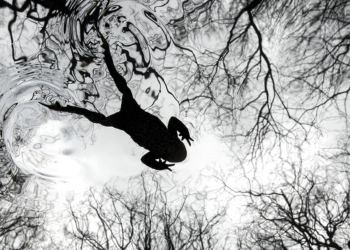 Vincitori British Wildlife Photography Awards 2026