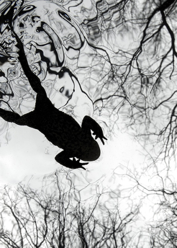 Vincitori British Wildlife Photography Awards 2026