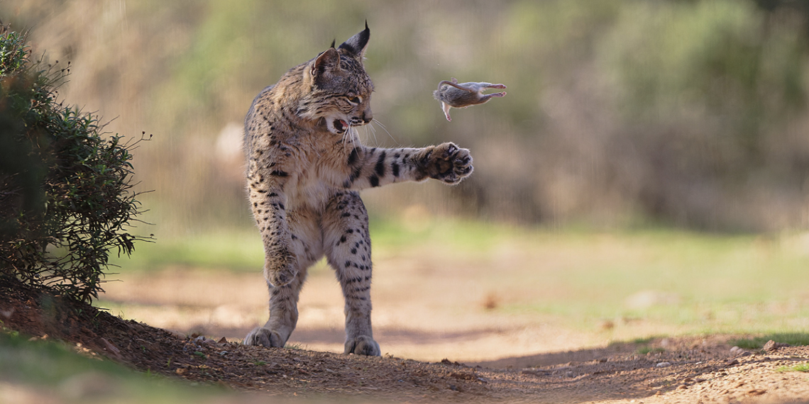Wildlife Photographer of the Year Nuveen People’s Choice Award 2026