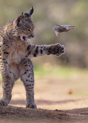 Wildlife Photographer of the Year Nuveen People’s Choice Award 2026