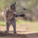 Wildlife Photographer of the Year Nuveen People’s Choice Award 2026