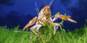 Andrea Michelutti fotografia subacquea