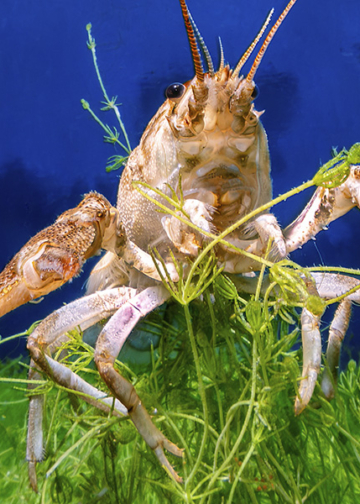 Andrea Michelutti fotografia subacquea