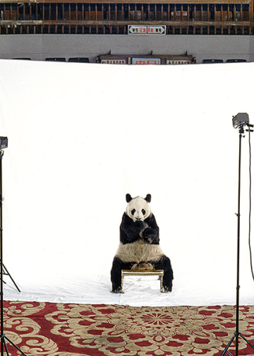 Impronte. Fotografie di James Balog mostra fotografica MAcA - Environmental Museum Torino