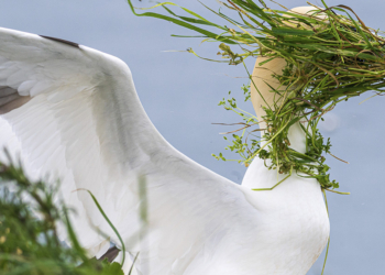 Nikon Comedy Wildlife Awards 2025 People’s Choice Award