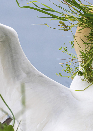 Nikon Comedy Wildlife Awards 2025 People’s Choice Award