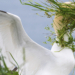 Nikon Comedy Wildlife Awards 2025 People’s Choice Award