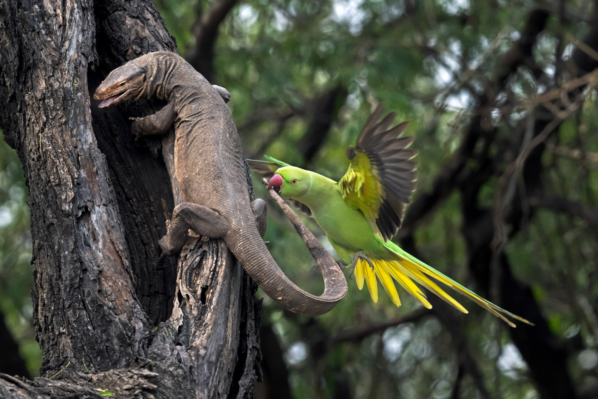 Parakeet Bitting Monitor Lizard. © Hira Punjabi, finalista categoria Forests, The Environmental Photography Award 2026