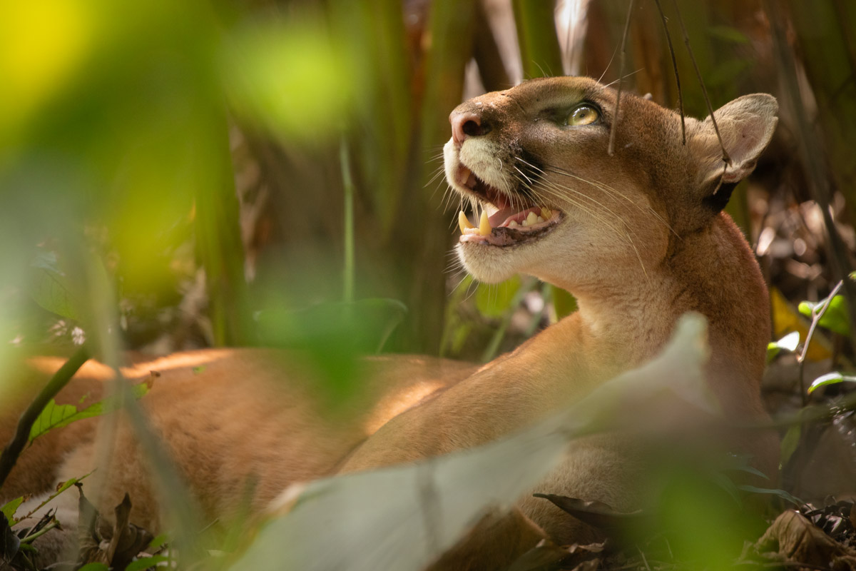 Predator’s Gaze. © Luca Eberle, finalista categoria Forests, The Environmental Photography Award 2026