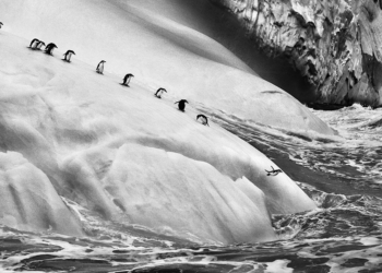 Sebastiao Salgado Ghiacciai