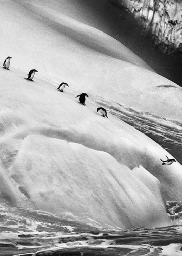 Sebastiao Salgado Ghiacciai