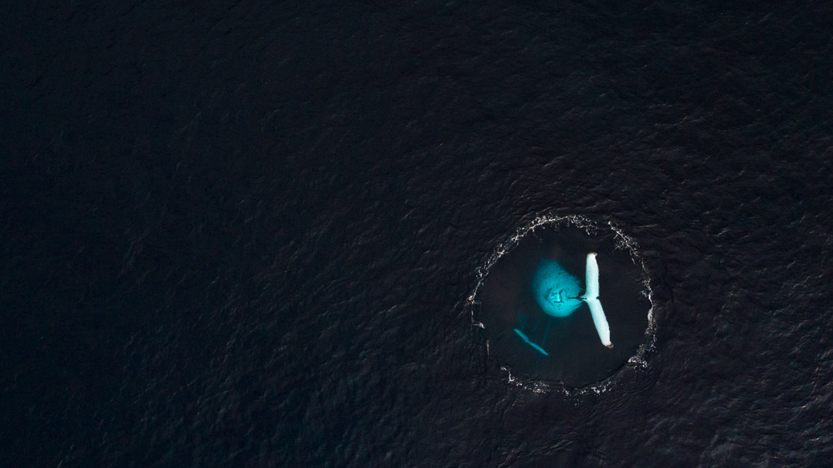 Up is Down. © Arnaud Farré, Finalista categoria Ocean e vincitore Student's Choice, The Environmental Photography Award 2026
