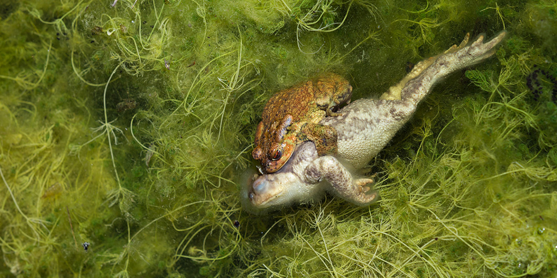 Vincitori Death & Decay CUPOTY CHALLENGE