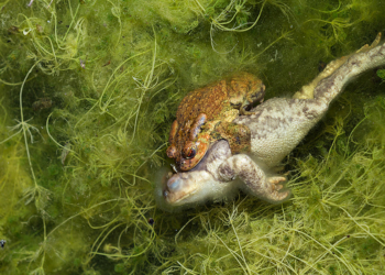 Vincitori Death & Decay CUPOTY CHALLENGE