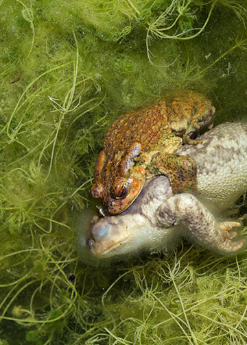 Vincitori Death & Decay CUPOTY CHALLENGE