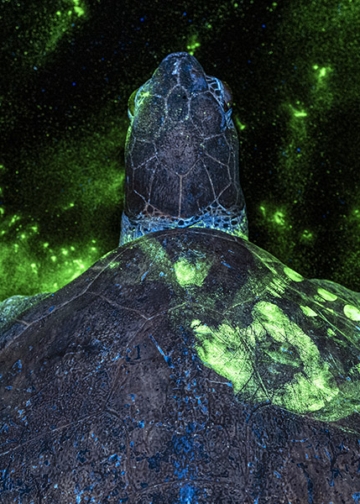 Vincitori Environmental Photography Awards 2026, The Environmental Photography Awards 2026