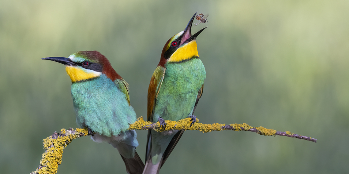 Luca Bencivinni fotografare uccelli