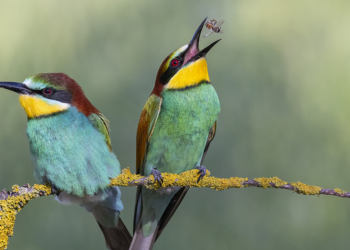 Luca Bencivinni fotografare uccelli