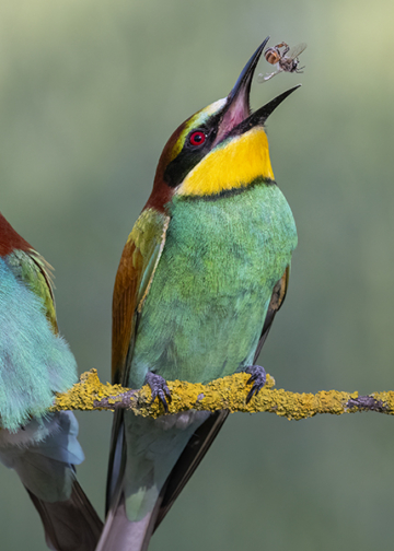 Luca Bencivinni fotografare uccelli