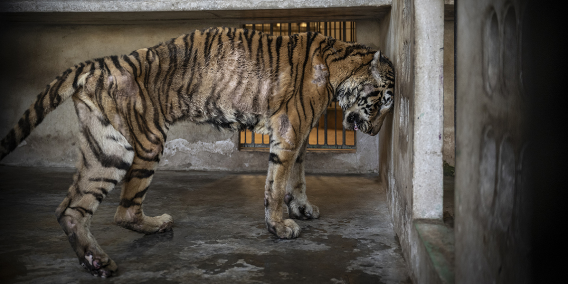 An elderly Indochinese tiger (Panthera tigris corbetti) rests her fragile body against the concrete wall of her enclosure on a tiger farm in northern Thailand.
For over 20 years, she was trapped inside this cage and used as a breeding machine, producing cubs for industries ranging from tiger tourism to the illegal trade in tiger skins, teeth, bones, claws, and meat.
Tiger farms are rarely, if ever, accessible to photojournalists. But in December 2023, I joined veterinary teams and wildlife experts from Wildlife Friends Foundation Thailand (WFFT) and government officials on a groundbreaking mission to rescue some of the big cats - twelve tigers and three leopards - from the facility.
This tiger, later named Salamas, was among those rescued. Despite her frail and emaciated condition, Salamas survived the 12-hour journey to WFFT’s 90-acre forested sanctuary. There, she roamed freely, feeling grass beneath her paws and the warmth of the sun on her fur for the first time in two decades. Tragically, nine months later, Salamas passed away. Years of forced breeding had left her reproductive organs irreparably damaged, and she succumbed to a terminal cancerous mass.
The demand for tiger tourism experiences and products has led to an estimated 1,700 tigers being held in factory-style tiger farms across Thailand. Meanwhile, fewer than 223 tigers remain in the wild within the country.