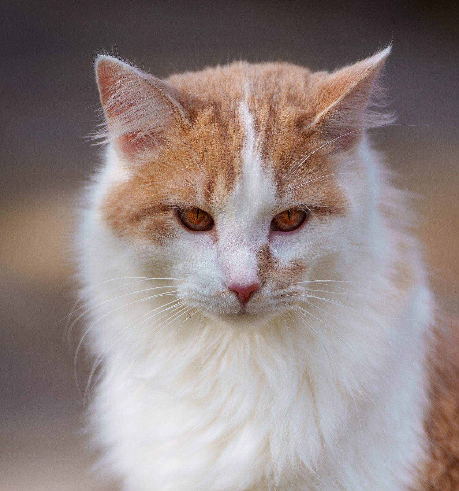 cremino_dettaglio_1-2500sec_f2_ISO100_low