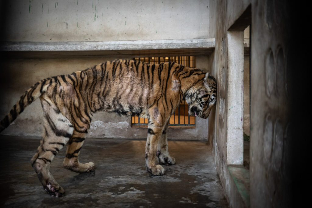 Breeding Machine do Amy Jones. Environmental Photography Award 2025