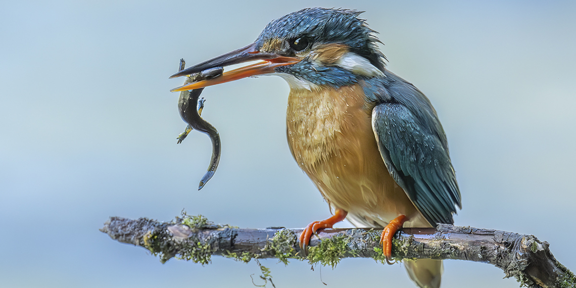 Fotografare il Martin pescatore Jacopo Rigotti