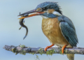 Fotografare il Martin pescatore Jacopo Rigotti