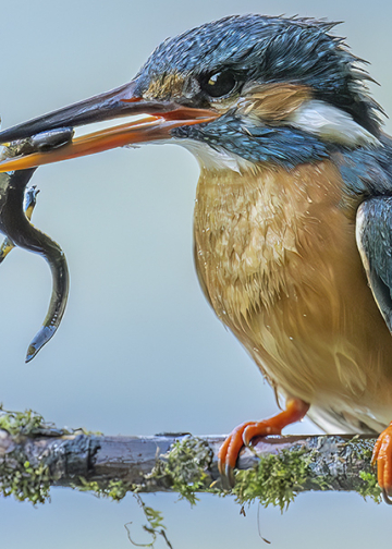 Fotografare il Martin pescatore Jacopo Rigotti