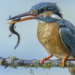 Fotografare il Martin pescatore Jacopo Rigotti