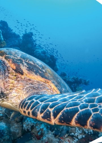 Fotografia subacquea. Tecniche e strumenti per ritrarre il mondo sotto la superficie dell’acqua