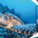 Fotografia subacquea. Tecniche e strumenti per ritrarre il mondo sotto la superficie dell’acqua