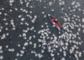 I vincitori dell’International Aerial Photographer of the Year 2026