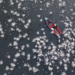 I vincitori dell’International Aerial Photographer of the Year 2026