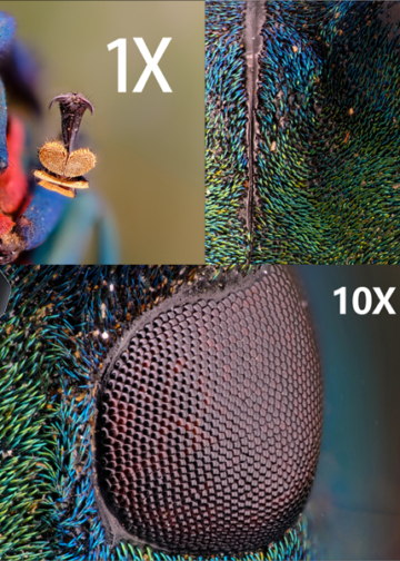 Laowa Aksen: due nuovi obiettivi parafocali per macro e microfotografia, da 1x fino a 10x